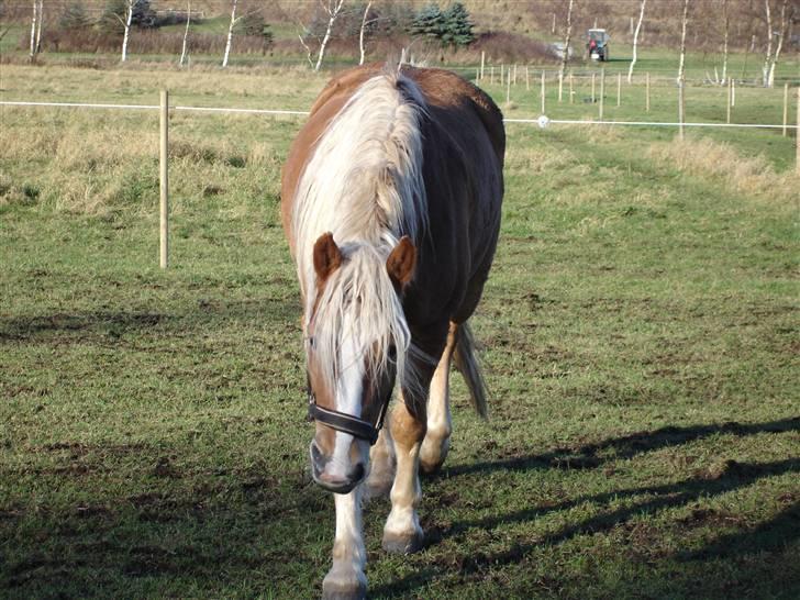 Haflinger RøgtergårdensWinner solgt - Mr. Skævnæse på fold D. 21/11-08 billede 16