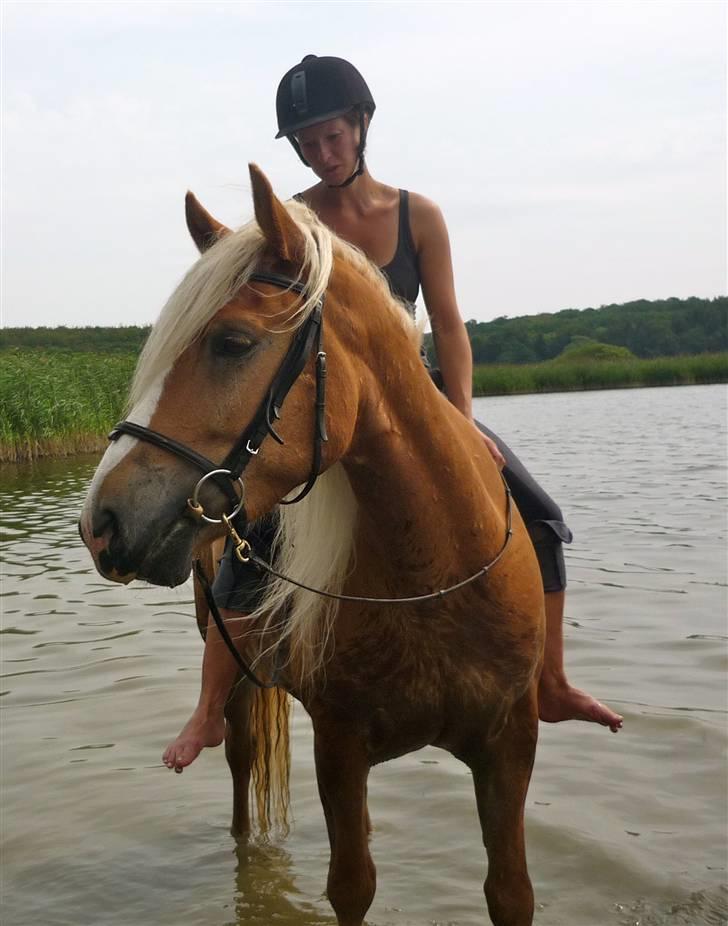 Haflinger RøgtergårdensWinner solgt - Han blev alligevel til en lille vandhest ;0) billede 18