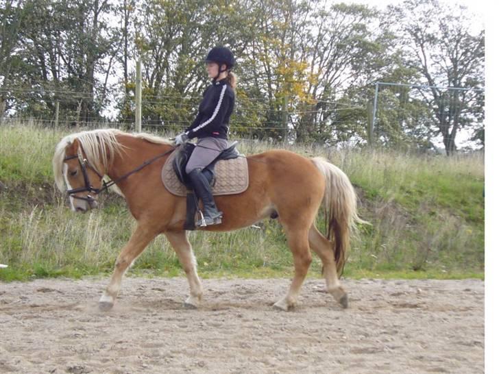 Haflinger RøgtergårdensWinner solgt - træning 12-10-07 foto Christina J billede 19