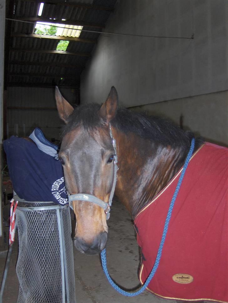 New Forest Kenzo Amarine  - her er min skat!!!!!! der er MANGE billeder inde  på min galleri, så gå der ind hvis i mangler billeder! MEN INGEN AF BILLEDERNE SKAL BRUGES PÅ NET-PONY ELLER ANDRE STEDER!!! billede 4