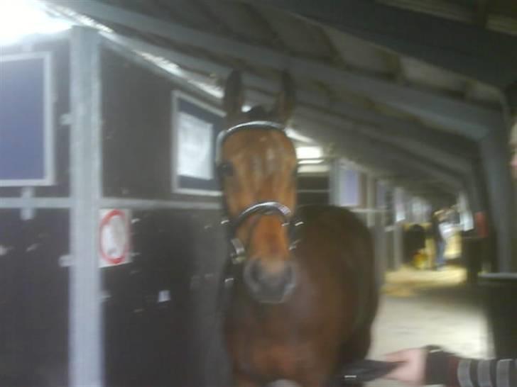 Dansk Varmblod Gin - Smuk, var hun med sin finde trense, og de flotte fletninger xD  billede 14