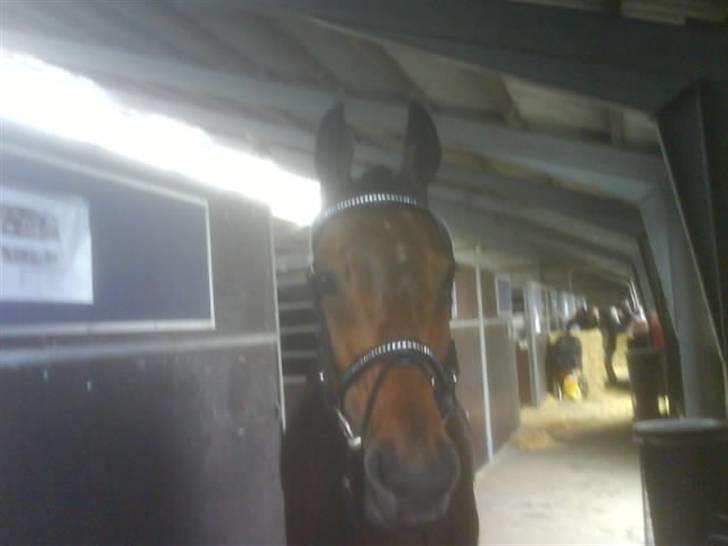 Dansk Varmblod Gin - Vi venter på det bliver vores tur.. Hun var frisk og nysgerrig :)  billede 15