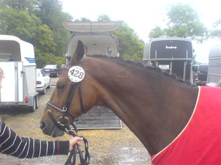 Dansk Varmblod Gin - Krone på halsen, og låret :) Ihh hun var så fin den bette <3<3 :)  billede 16