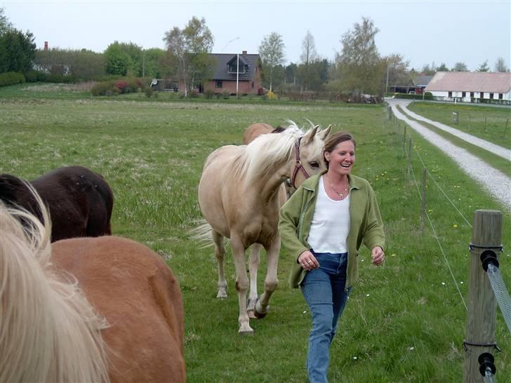 Palomino Åmosens napalina. billede 13