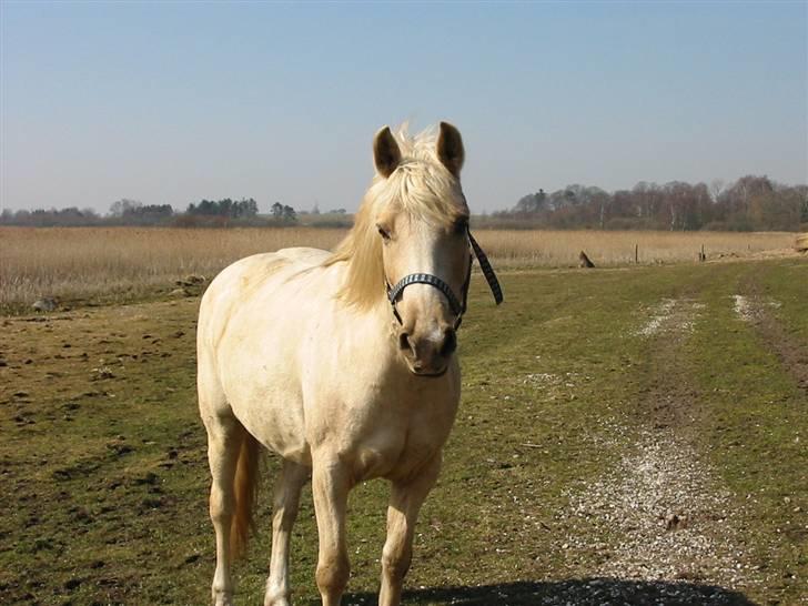 Palomino Åmosens napalina. billede 16