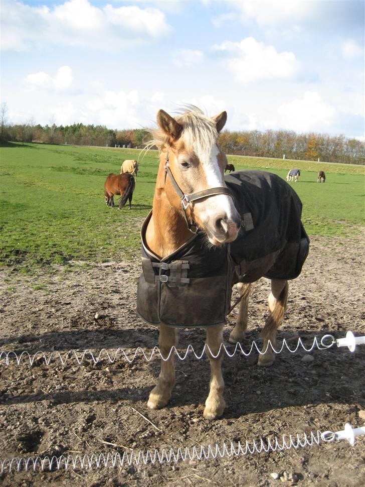 Tyroler Haflinger Fenny billede 13