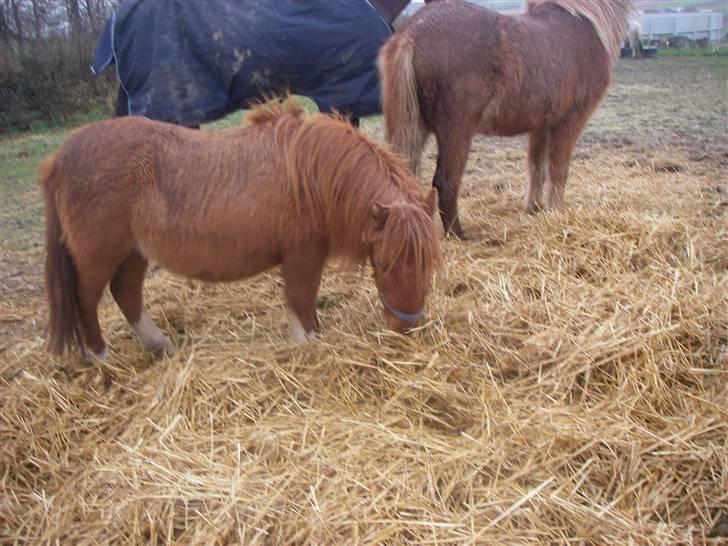 Shetlænder Liselotte *Død* - Mums det her smager GODT!! billede 16