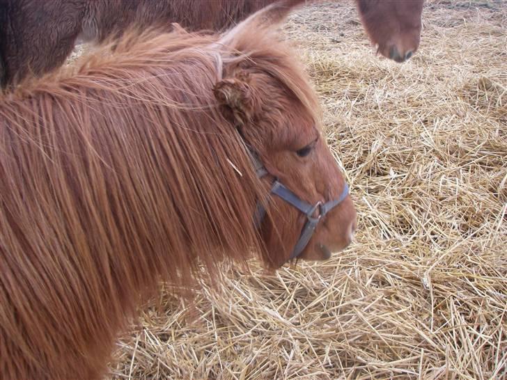 Shetlænder Liselotte *Død* billede 17