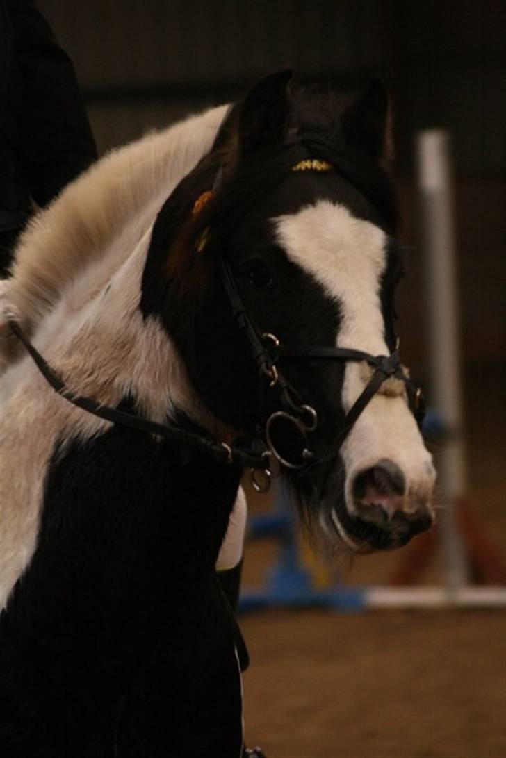 Irish Cob Mars SOLGT ;(;( - Mars og jeg til spring stævne på gribskov,  billede 2