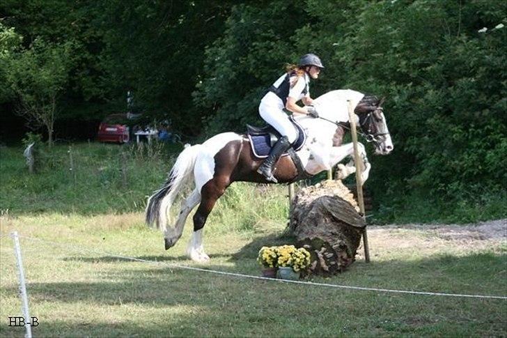Irish Cob Mars SOLGT ;(;( billede 4