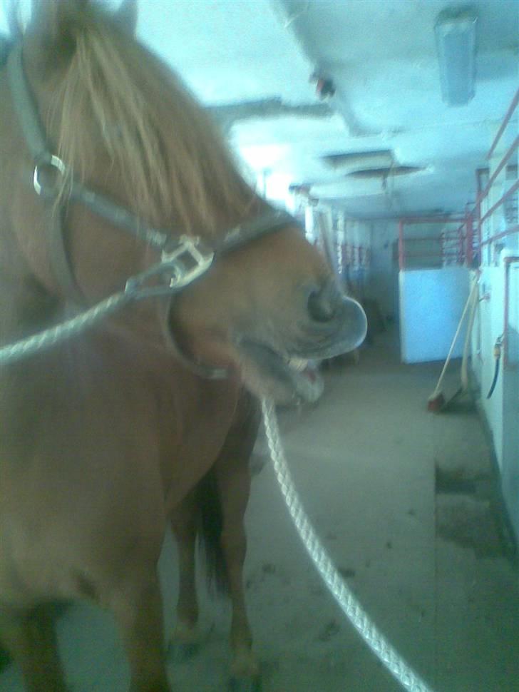 Anden særlig race Barcardi  - Hun kan vidst dufte noget godt? mon ikke der er lakrids bolcheret?:D billede 5