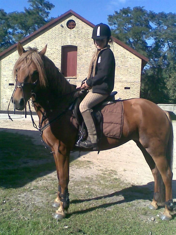 Anden særlig race Barcardi  - Mai er verdens bedste fotograf OG hestehvisker :D smuuk pony med nyt udstyr . LOVELY <3 billede 6