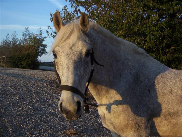 Anden særlig race Oliver*R.I.P -17/12 2007* - Oliver <´3 billede 12