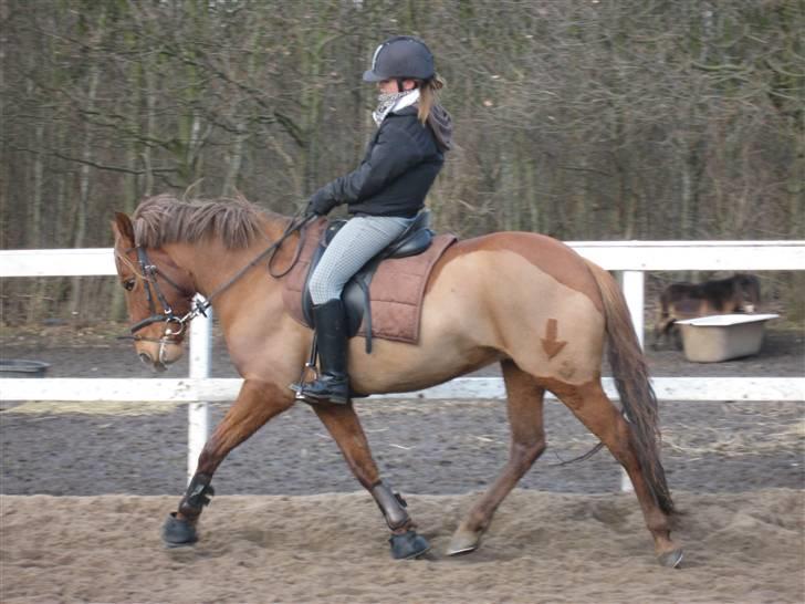 Anden særlig race Barcardi  - SMUUUK PONY :D - løs på banen, læk-læk-lækker :b billede 7