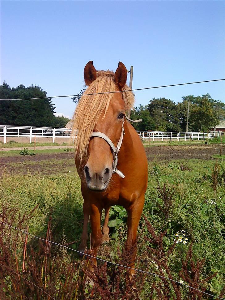 Anden særlig race Barcardi  - lækker tøs D: billede 8