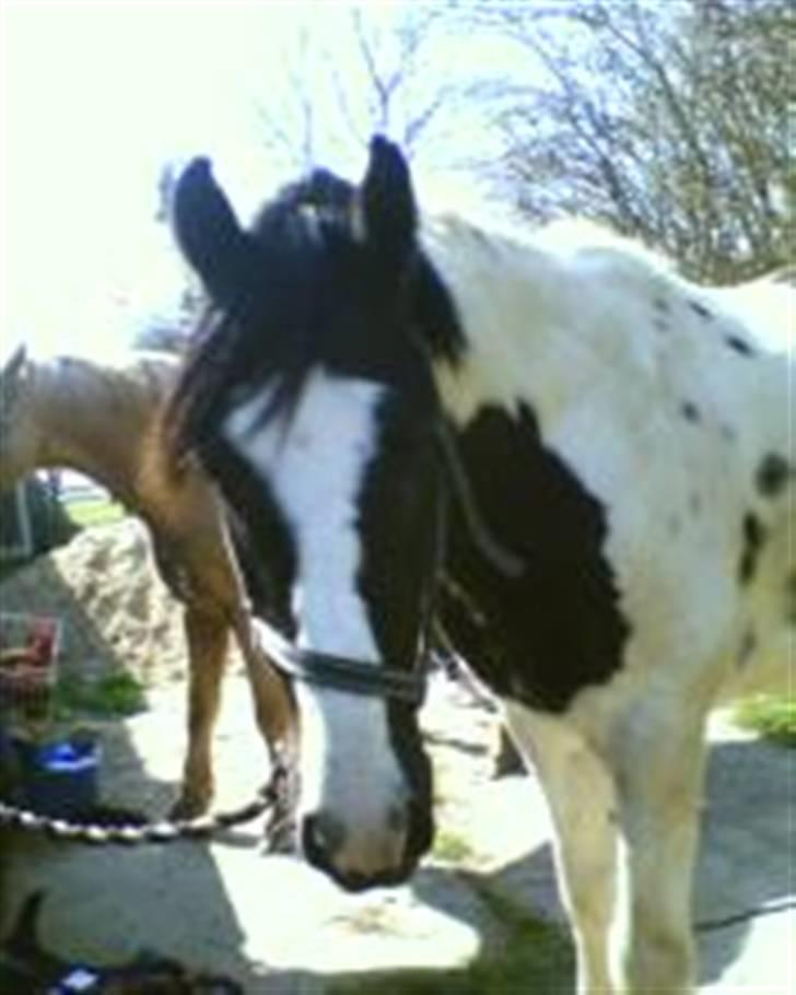 Irish Cob Mars SOLGT ;(;( billede 7