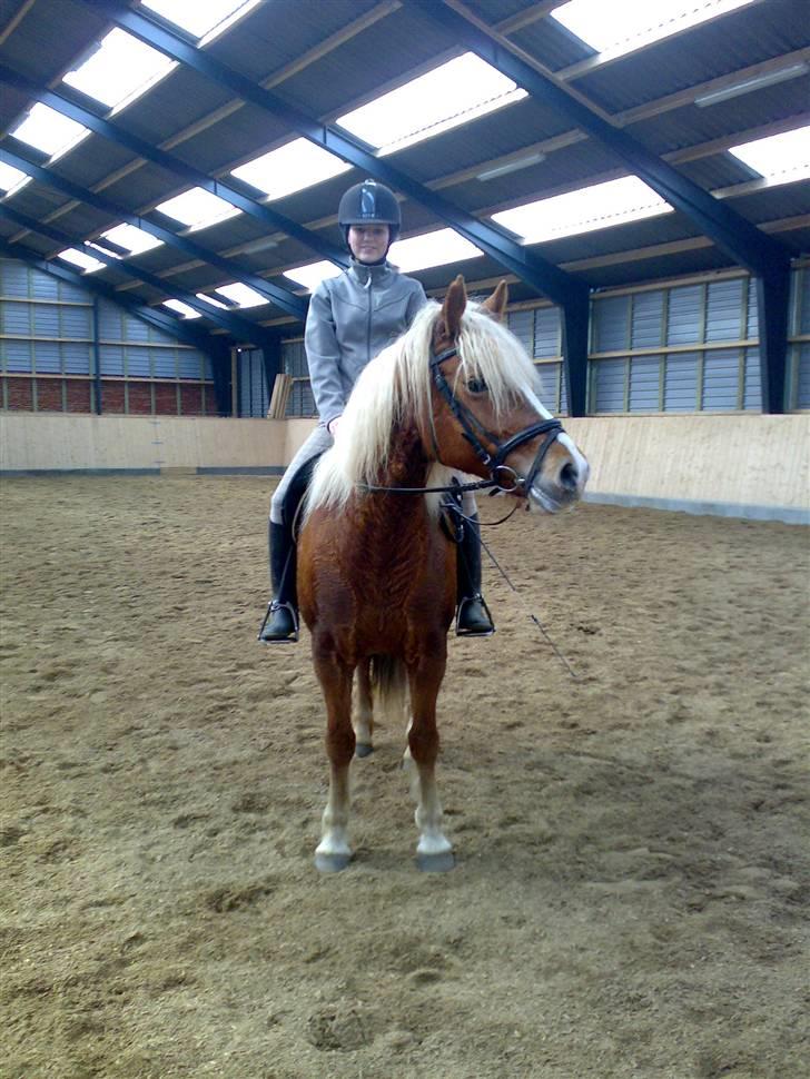Haflinger Froukje van de Oosterweg - Efter træning 22/3/2008 billede 14