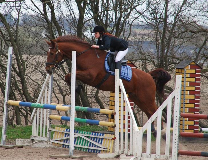 Oldenborg Alextho [Mors] - LB i Nibe d. 17/4 2010.  Foto: Stine billede 3