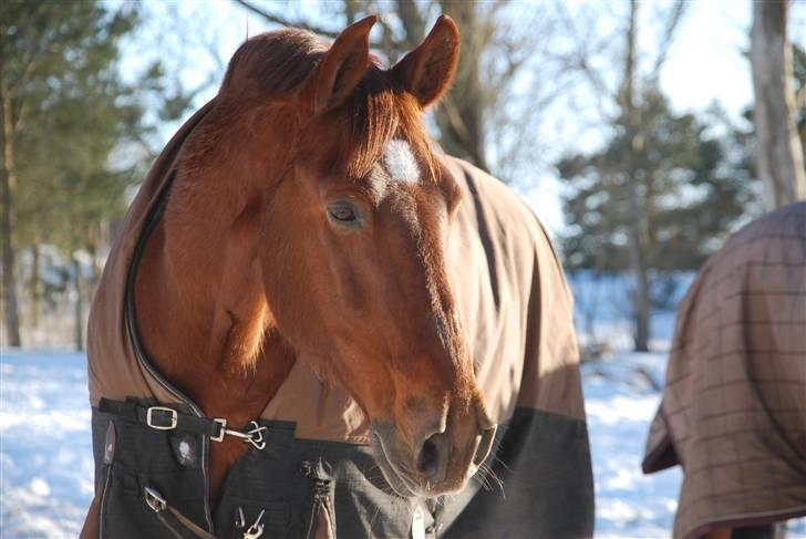 Oldenborg Alextho [Mors] - 7. marts 2010, foto: Stine Ravn billede 4