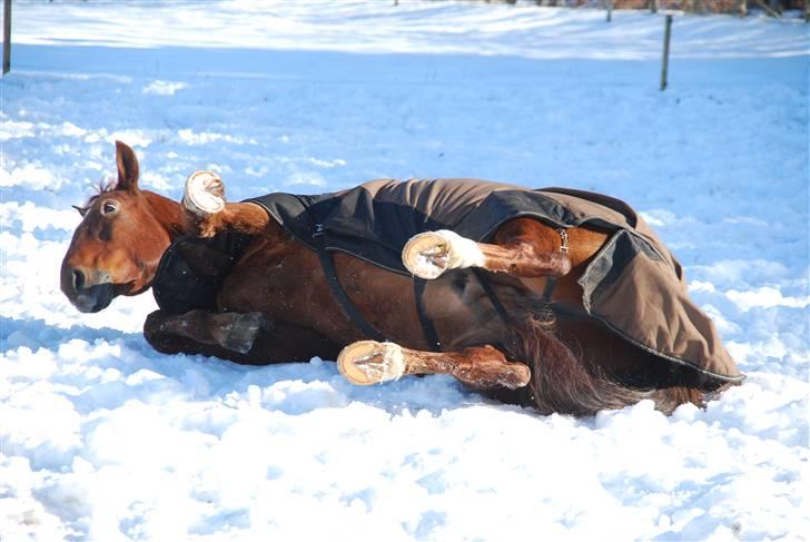 Oldenborg Alextho [Mors] - 7. marts 2010, foto: Stine Ravn billede 5
