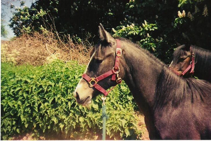 Anden særlig race Samaké Mén El Sama *død* billede 1