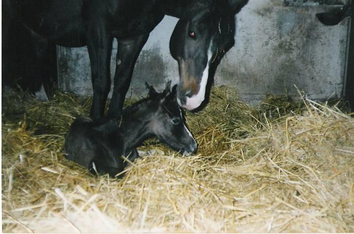 Anden særlig race Samaké Mén El Sama *død* billede 2