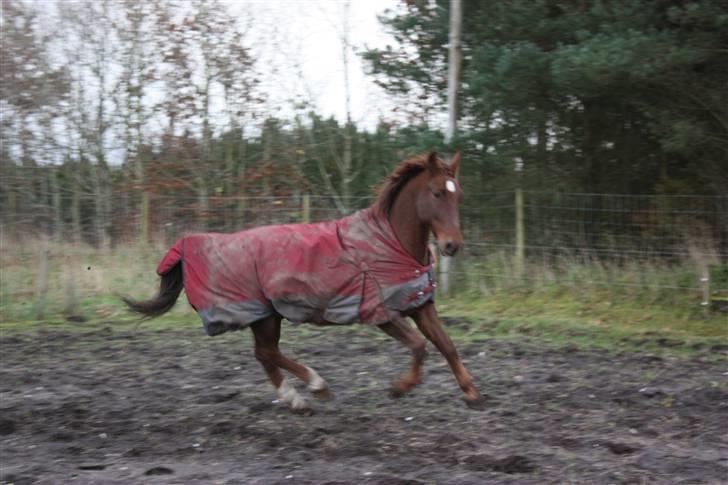 Oldenborg Alextho [Mors] - vinter 08 billede 6