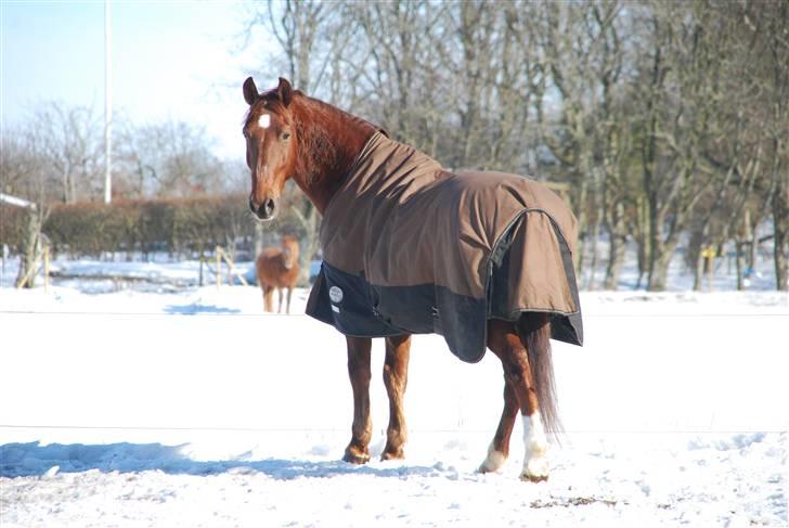 Oldenborg Alextho [Mors] - 7. marts 2010, foto: Stine Ravn billede 7