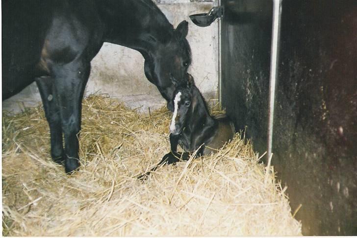 Anden særlig race Samaké Mén El Sama *død* billede 3