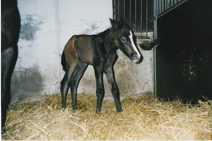 Anden særlig race Samaké Mén El Sama *død* billede 4