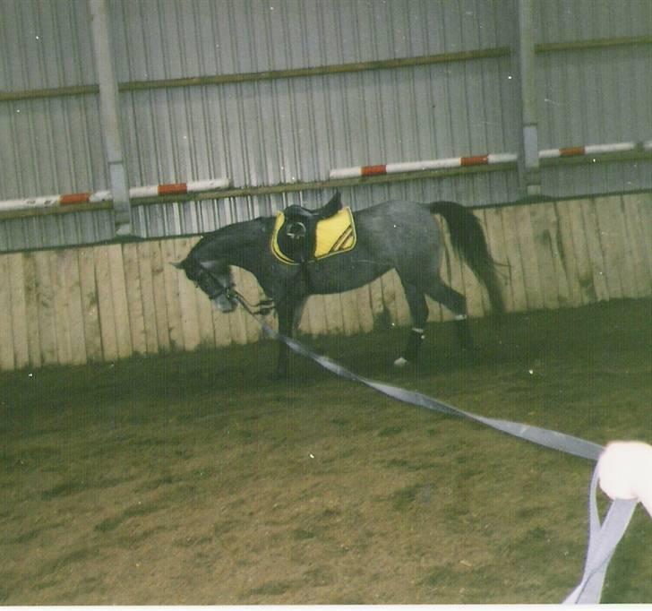 Anden særlig race Samaké Mén El Sama *død* billede 5