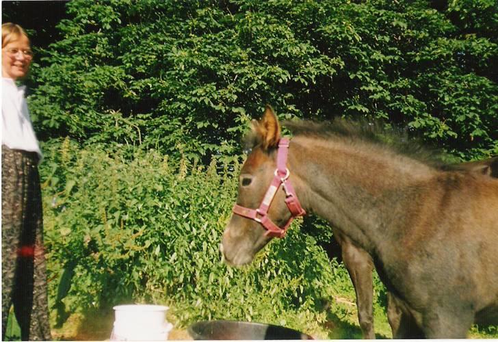 Anden særlig race Samaké Mén El Sama *død* billede 6