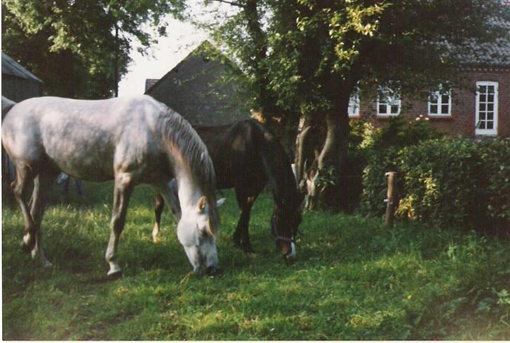 Anden særlig race Samaké Mén El Sama *død* billede 7