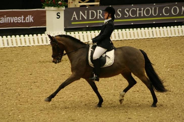 New Forest Strandagers Maritza - Øgning. Til intern. i Odense. 66 % i fei pony kür. nov 07 :D billede 20