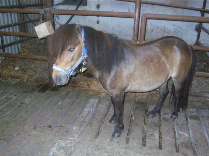 Shetlænder Elvis <3 - Helt nypoleret:) billede 5