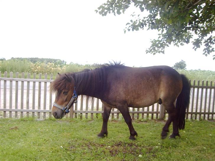 Shetlænder Elvis <3 - På udflugt i haven billede 11