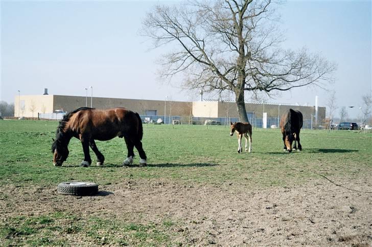 Ardenner Majviva R.i.p - Majviva ,Balder og hans far Juster. maj 2006 billede 6