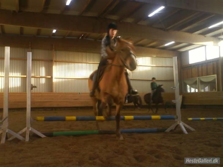 Anden særlig race * Creamy - Gammel part. - Trav spring. billede 11