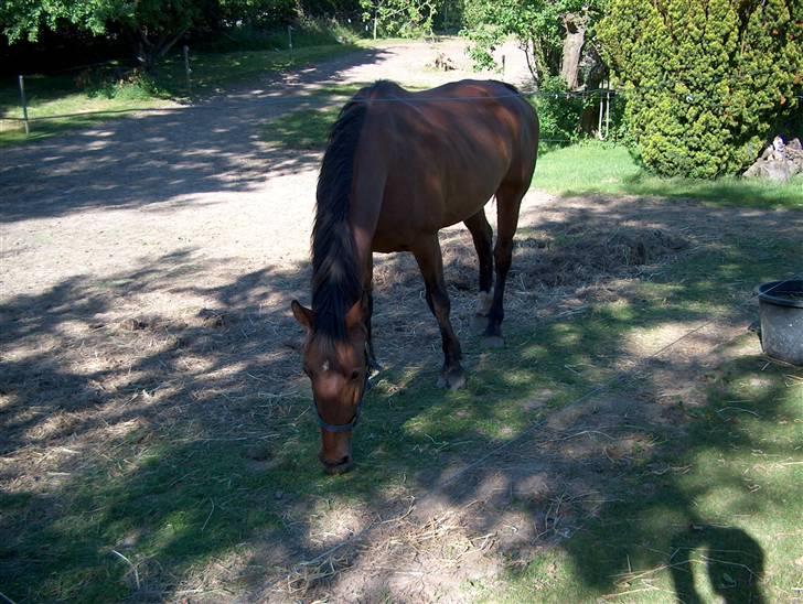 Knabstrupper : Coco's Dynamite | ~ Min Gamle Dame ~ billede 10