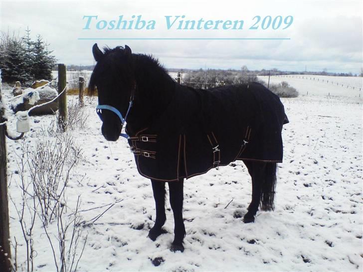 New Forest SOLGTBrentebjergs Toshiba - Mig og Toshiba<3 billede 9