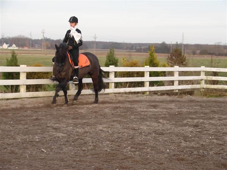 New Forest SOLGTBrentebjergs Toshiba - Cecilie & Toshiba billede 14