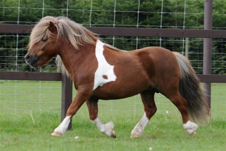 Shetlænder Diamond Hagenstrup billede 13