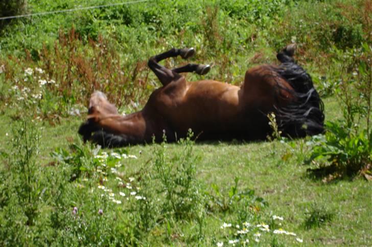 New Forest alina - uha så skal vi lige gøre os beskidte efter en flot striling.. hehe billede 11