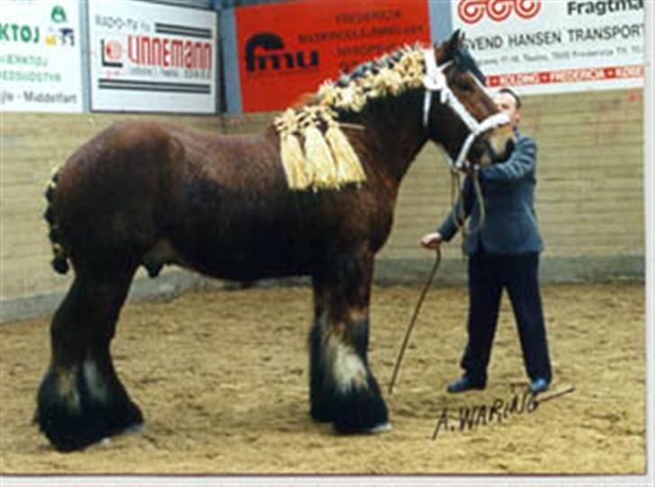 Belgier Rasmus *Solgt* - Rasmus´ far: Jac de Wigottenborg billede 7