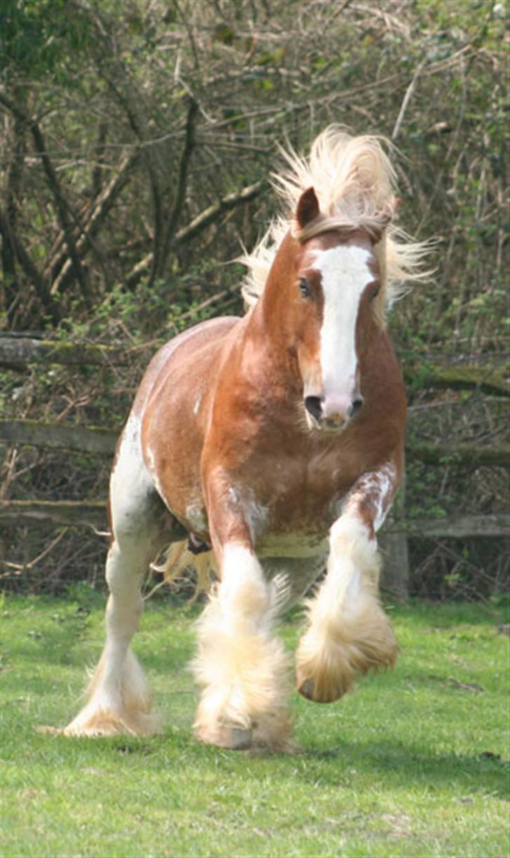 Tinker Wren Boy - HINGST - I en frisk galop... billede 6