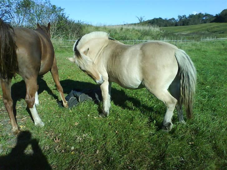 Fjordhest Delfine (R.I.P) † billede 12