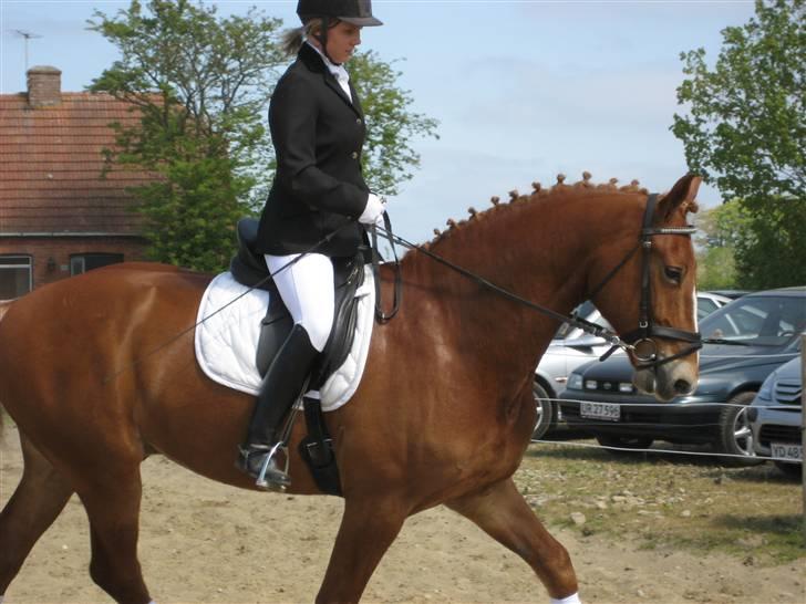 Frederiksborg Sir Lancelot billede 10