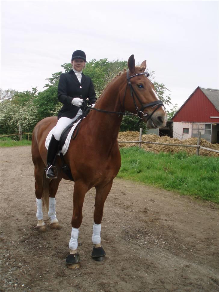 Frederiksborg Sir Lancelot billede 11