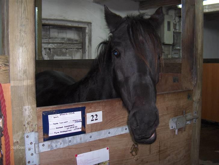Anden særlig race Stacia - SOLGT - ligegyldigt hvad andre ser, betyder du stadig alverden for mig! billede 4