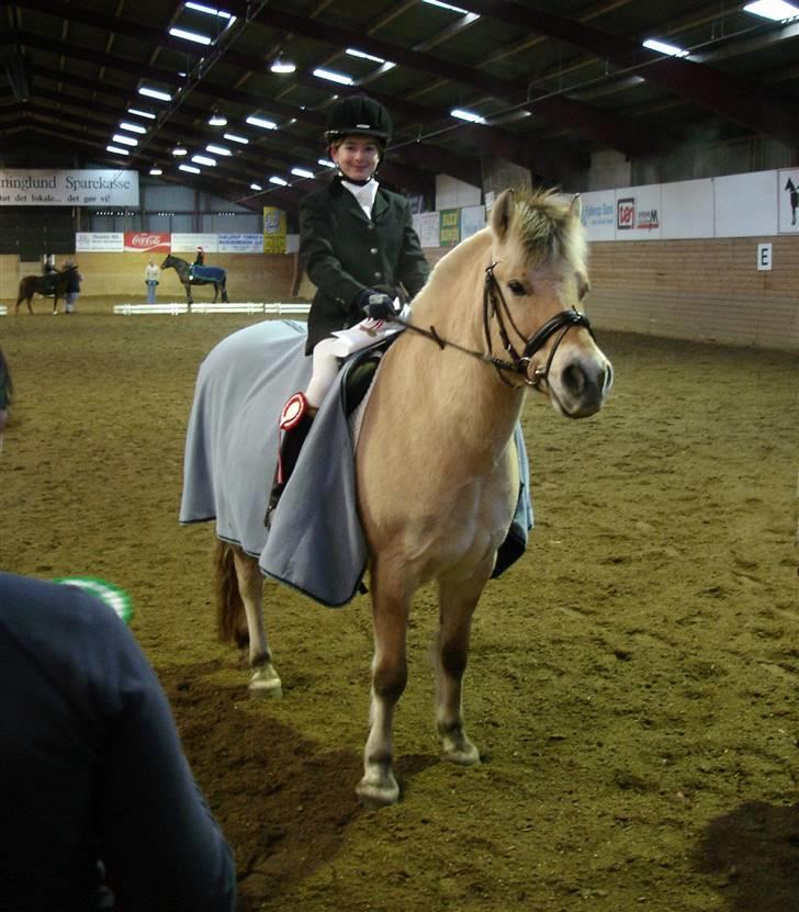 Fjordhest Nikki boy !<3 #Halvpart# - Nikki billede 2